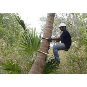 Pole/Tree Climbing Activity