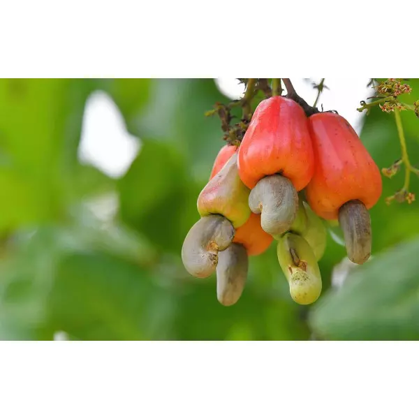 Cashew Processing Plant & Machinery
