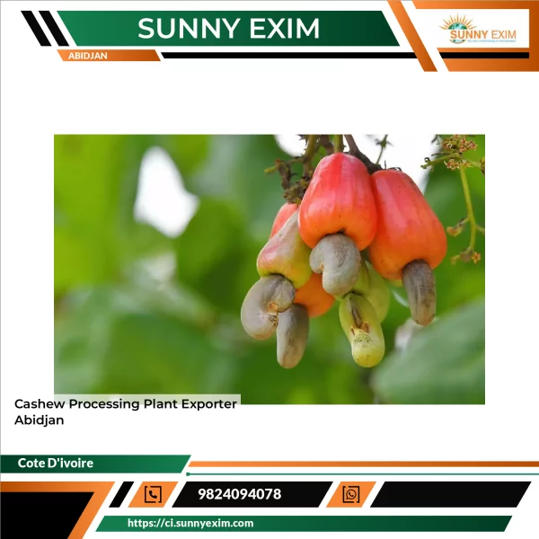 Cashew Processing Plant Exporter Abidjan