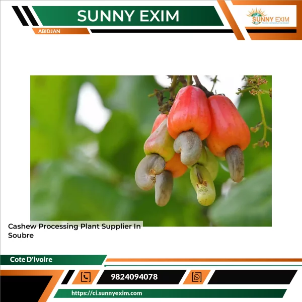 Cashew Processing Plant Supplier In Soubre