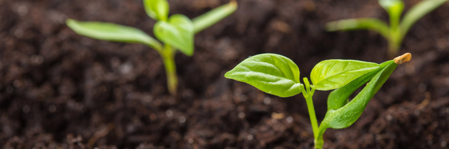 Nimaco Formulations (India) Pvt Ltd