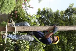Tree Climber United Arab Emirates Dubai